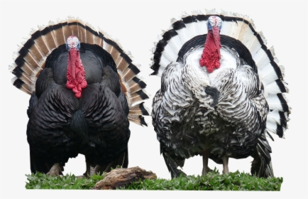 Turkey Bird Png - Turkeys Png, Transparent Png, Free Download