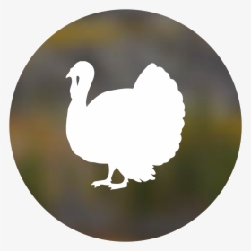 Turkey - Duck, HD Png Download, Free Download