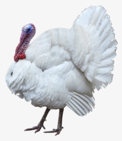 Turkey White Outlined Rgb - Turkey, HD Png Download, Free Download