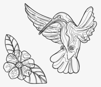 Transparent Hummingbirds And Flowers Clipart - Sketch, HD Png Download, Free Download