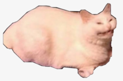 ##disgust - Domestic Pig, HD Png Download, Free Download