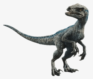 Jurassic Park Wiki - Velociraptor Blue, HD Png Download, Free Download