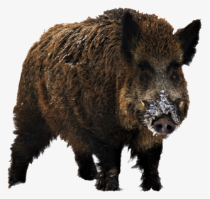 Wild Boar Free Png - Wild Boar Png, Transparent Png, Free Download