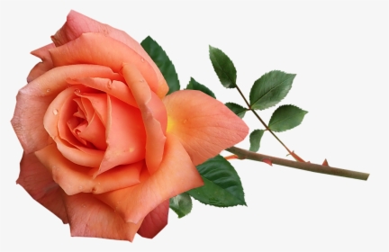 Rose, Orange, Perfume, Flower, Stem, Garden, Nature - Orange Rose Flower Png, Transparent Png, Free Download