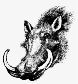 Wild Boar,head,warthog - Drawing Of Warthog Head, HD Png Download, Free Download