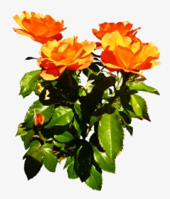 Bunch Of Orange Roses Blooming - Orange And Yellow Rose Flowers, HD Png Download, Free Download