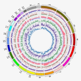 Genomic Landscape Of Cancer - Personalized Cancer Vaccine, HD Png Download, Free Download