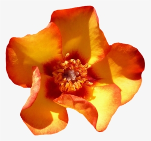 Rose Orange Blossom Bloom Flower Orange Roses - Blooming Orange Flower Png, Transparent Png, Free Download