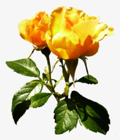 Orange Rose Clipart With Stalk And Leaves - Stalk And Leaf Png, Transparent Png, Free Download