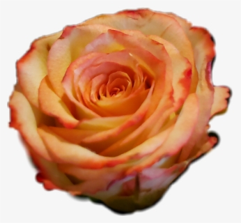 #orangerose #orange #roses #rose #orangeflower #bouquet - Garden Roses, HD Png Download, Free Download