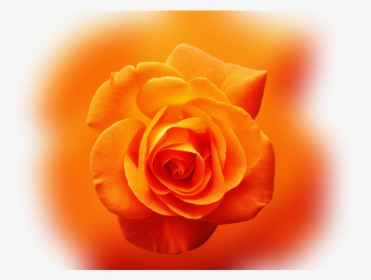Color Palette Ideas From Orange Rose Flower Image - Eukarya And Kingdom Plantae, HD Png Download, Free Download