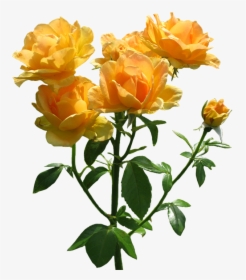 Zonta Rosa Lots Of Blooming Orange Roses - Orange Roses Transparent Background, HD Png Download, Free Download