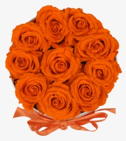 Orb Original Orange Roses"  Class="lazyload Lazyload - Garden Roses, HD Png Download, Free Download