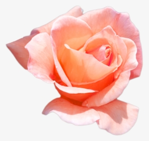 Peach Roses Png - Peach Rose Flower Png, Transparent Png, Free Download