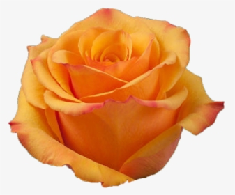 Orange Rose, HD Png Download, Free Download