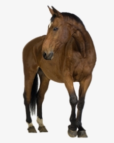 Horse Png Free Image Download - Horse Eating No Background, Transparent Png, Free Download