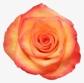Garden Roses, HD Png Download, Free Download