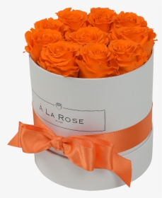 Orb Original Orange Roses"  Class="lazyload Lazyload - Garden Roses, HD Png Download, Free Download