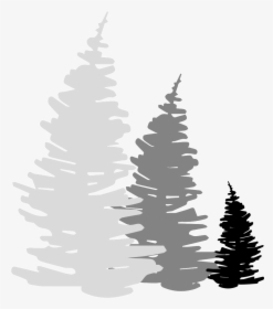 Trailroots-trees - Trail Png, Transparent Png, Free Download