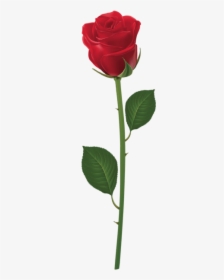 Free Png Rose With Stem Red Png Png Images Transparent - Transparent Purple Long Stem Rose Png, Png Download, Free Download