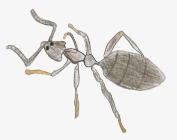 Transparent Parasite Png - Ant, Png Download, Free Download