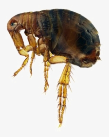 Super Fleas With Giant Willies, HD Png Download, Free Download
