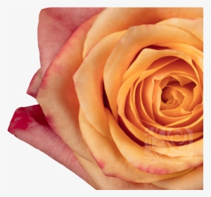 Transparent Orange Rose Png - Floribunda, Png Download, Free Download
