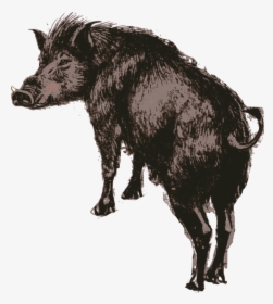 Wildlife,suidae,peccary - Domestic Pig, HD Png Download, Free Download