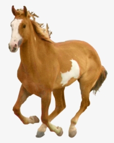 Horse Png Free Image Download - Horse Png, Transparent Png, Free Download