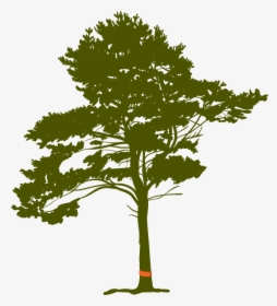 Tree Cutting Required Permits In Bridle Trails - Pine Tree Roots Clip Art, HD Png Download, Free Download