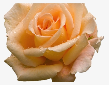 Clipart Free On Dumielauxepices - Orange Rose, HD Png Download, Free Download