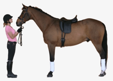 Riding-instructor - Horse With Saddle Png, Transparent Png, Free Download
