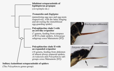 Parasite170127-fig1 Ovipositor Pimplinae - Rat, HD Png Download, Free Download