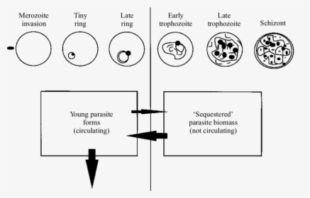 Developmental Stages Of Parasites, HD Png Download, Free Download