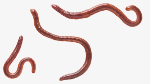 Earthworm Worm Png - Eisenia Fetida, Transparent Png, Free Download