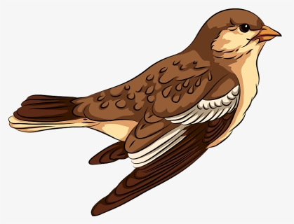 Sparrow Clipart, HD Png Download, Free Download