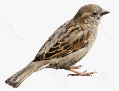 Sparrow Png Transparent Images - Sparrow Png, Png Download, Free Download