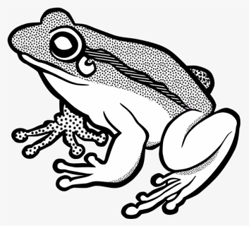 Vector Clip Art Of Waiting Frog In Black And White - Frog Lineart, HD Png Download, Free Download