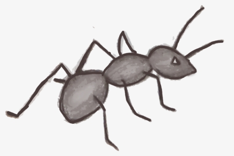Hormiga - Black Ant No Background, HD Png Download, Free Download