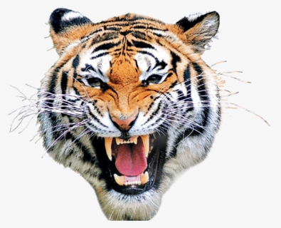 Drawing Tigers Roaring - Tiger Face Png Hd, Transparent Png, Free Download