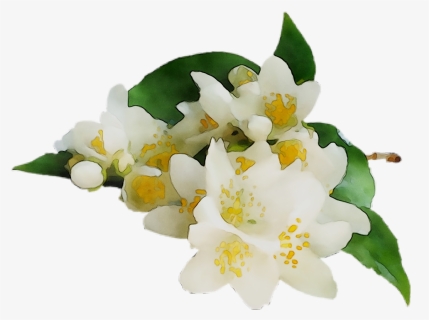 Oil Blossom Tea Jasmine Orange Essential Clipart - Orange Blossom Png, Transparent Png, Free Download