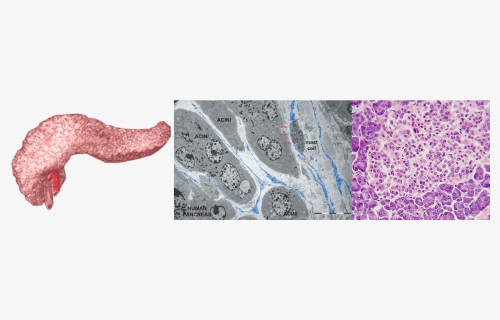 Diagram Of Pancreas And Two Photos Of Specific Pancreatic - Atlas, HD Png Download, Free Download
