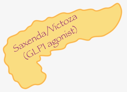 Saxenda/victoza, Lipase & Acute Pancreatitis, HD Png Download, Free Download