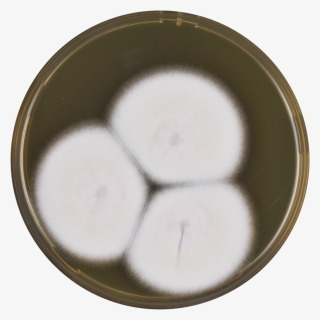 Aspergillus Neoglaber Meaox - Daikon, HD Png Download, Free Download