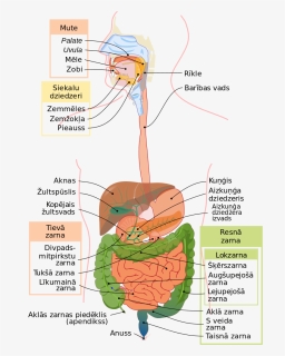 Antibiotics By Body System, HD Png Download, Free Download