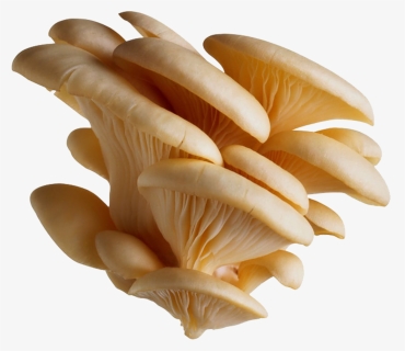 Mushrooms Vector Oyster - Mushroom Png, Transparent Png, Free Download