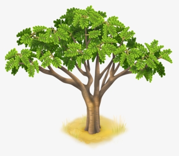 Hay Day Wiki - Acacia Tree Transparent, HD Png Download, Free Download