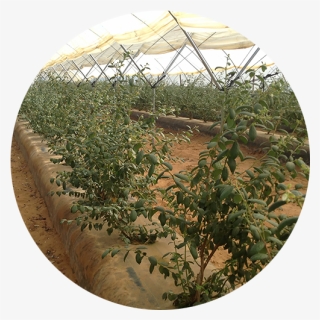 Iberry1 - Greenhouse, HD Png Download, Free Download