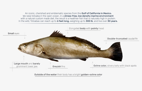 California Flounder, HD Png Download, Free Download