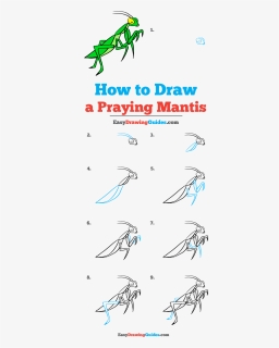 Step By Step Praying Mantis Drawing, HD Png Download, Free Download